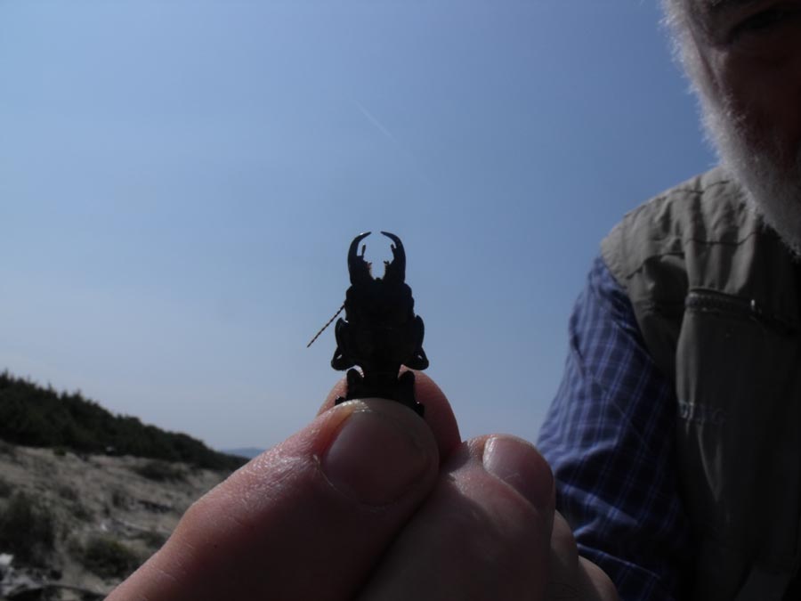 Scarites buparius